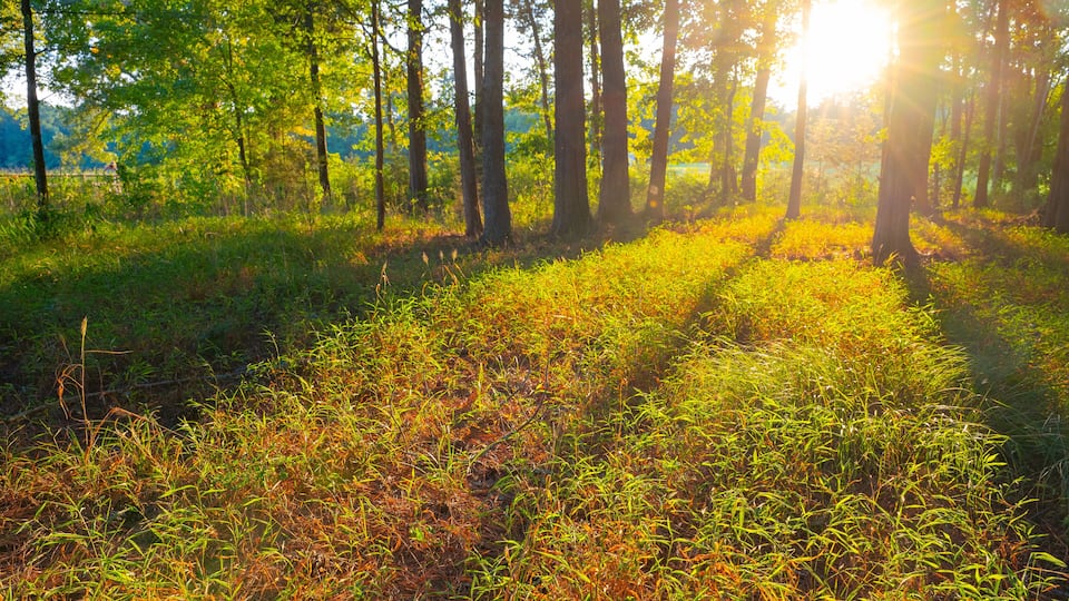 A forest with tall trees and sunlight filtering through the leaves.