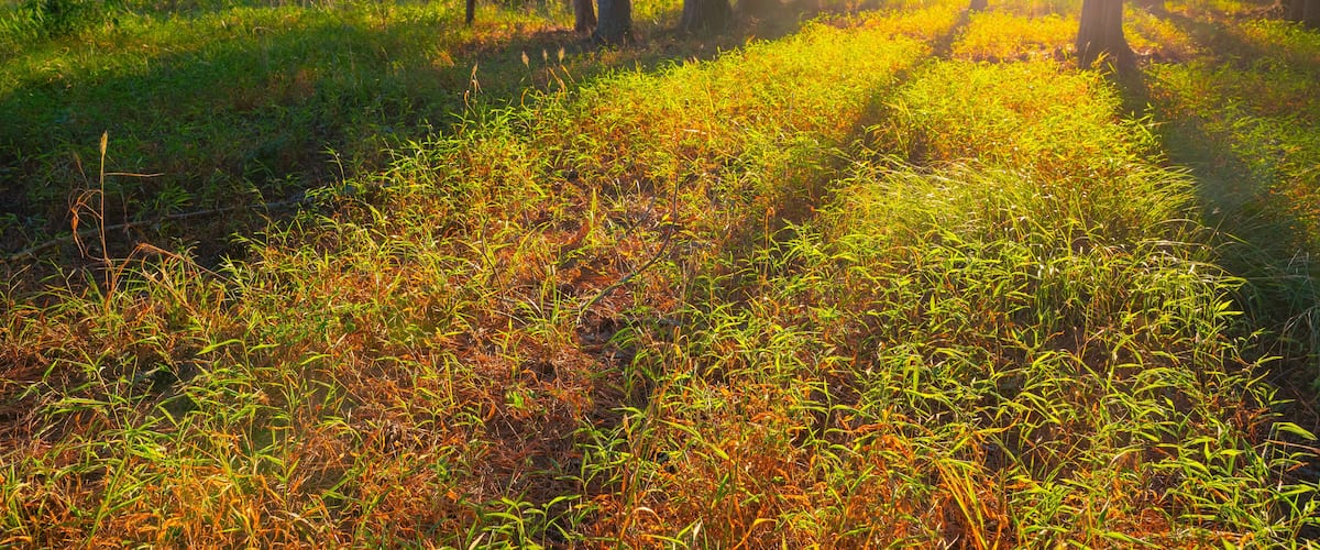 A forest with tall trees and sunlight filtering through the leaves.