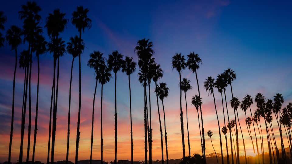 A sunset with palm trees silhouetted against a colorful sky.