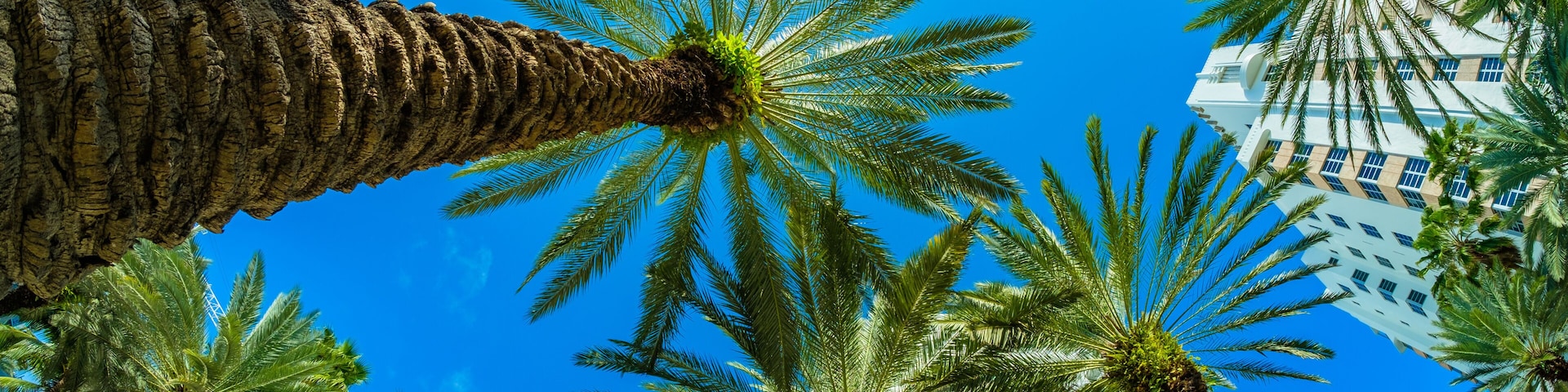 Una palmera y un edificio blanco bajo un cielo azul.