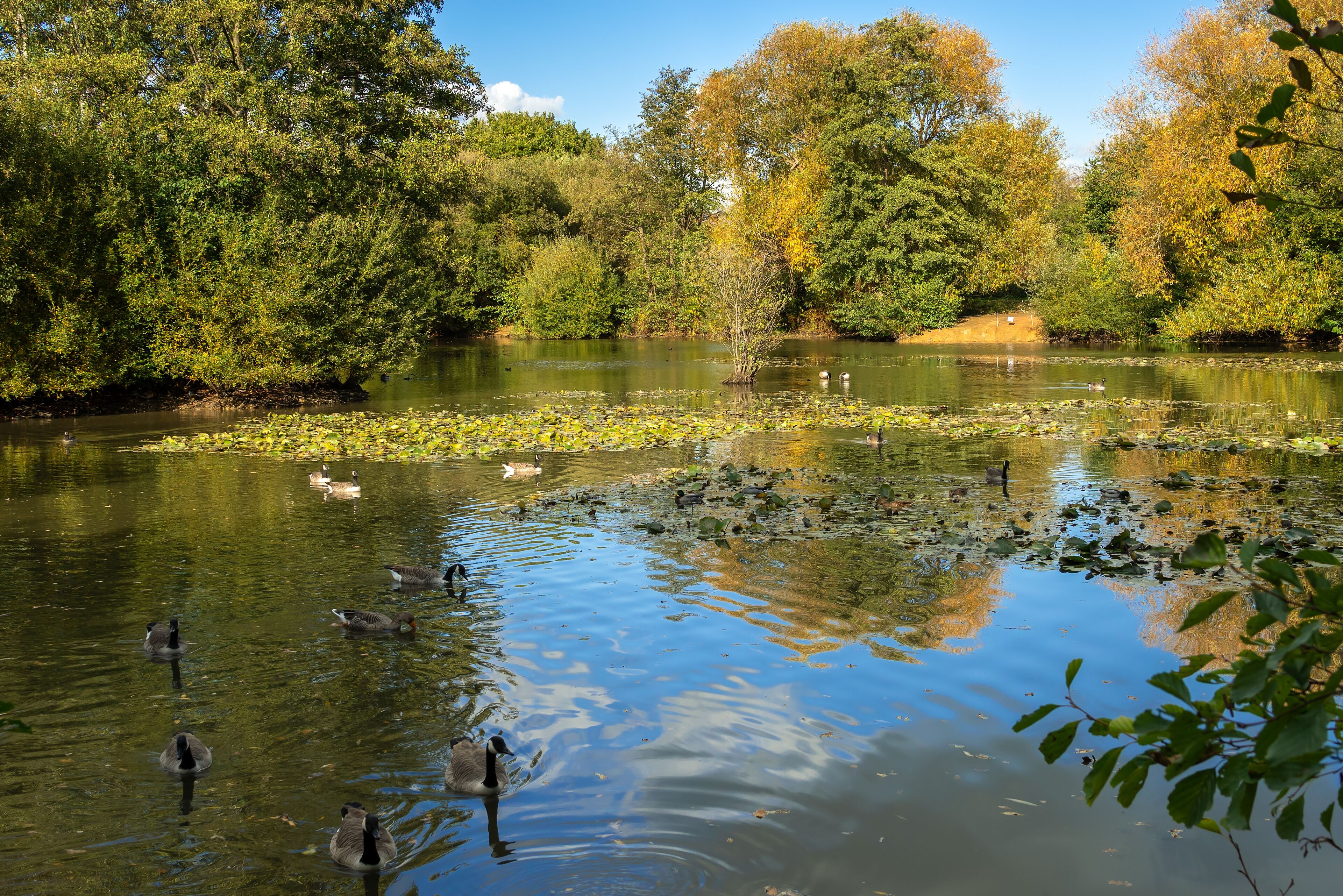 Canada Geese (Branta canadensis) swimming in the sunshine at a lake in Sussex