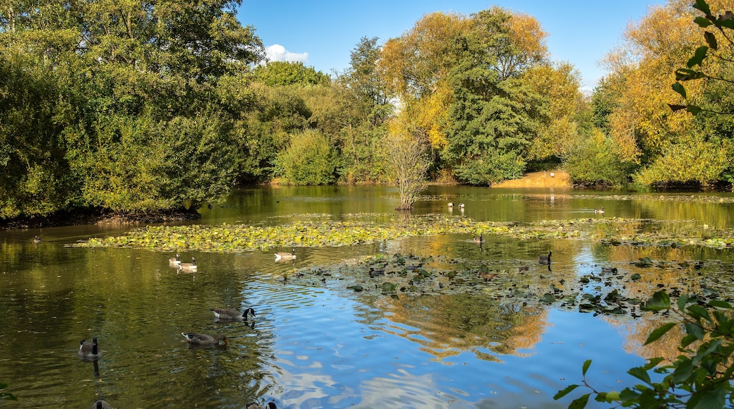 Canada Geese (Branta canadensis) swimming in the sunshine at a lake in Sussex