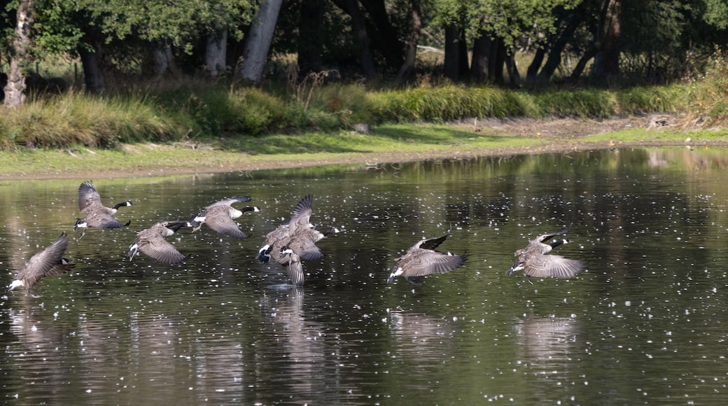 Canada Geese (Branta canadensis) arriving at a lake in Sussex