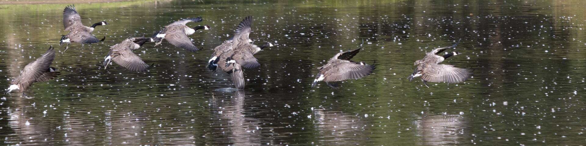 Canada Geese (Branta canadensis) arriving at a lake in Sussex