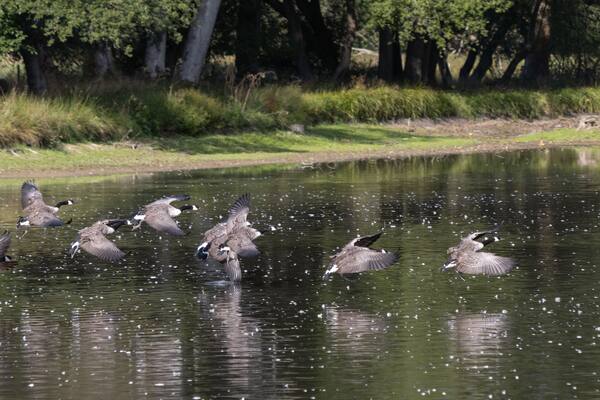 A group of geese flying over a calm body of water with trees in the background.