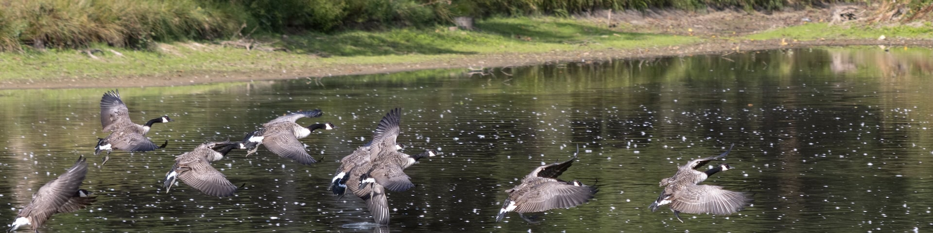 Canada Geese (Branta canadensis) arriving at a lake in Sussex