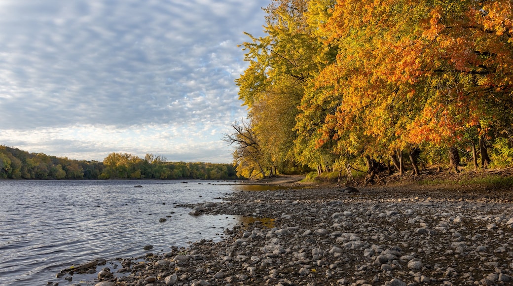Fall colors in Fridley on the Mississippi River near Minneapolis showing climate change drought effects of very low river levels and exposed river bed