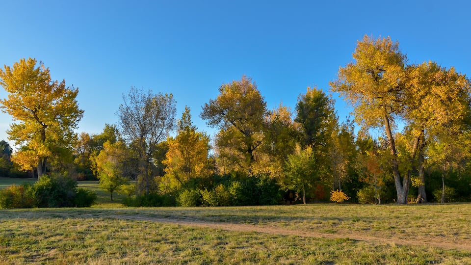 A field with autumn-colored trees and a clear blue sky.