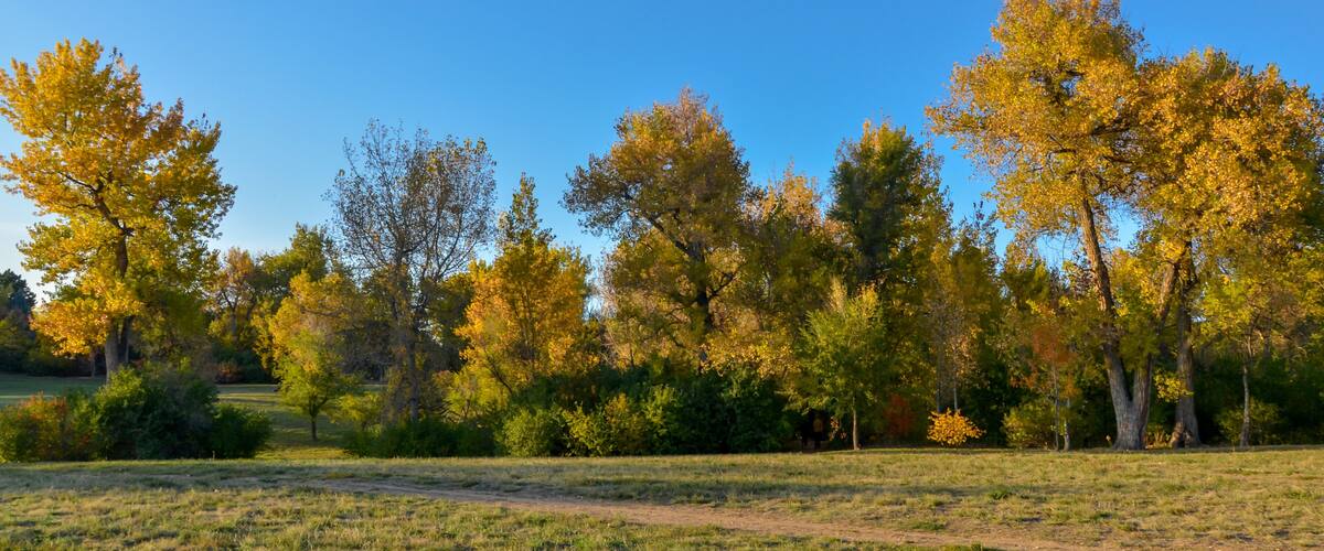 A field with autumn-colored trees and a clear blue sky.