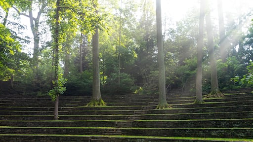 Sun beams shine through the trees at Scott Outdoor Amphitheater in Crum Woods at Swarthmore College, Pennsylvania, USA