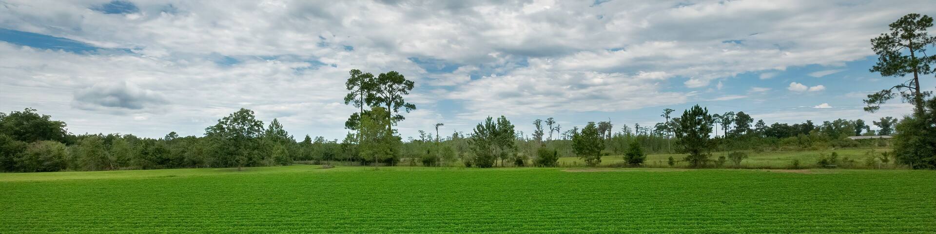 Farmland in southern Georgia, USA