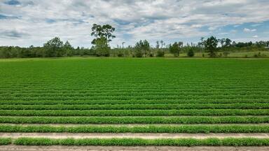 Farmland in southern Georgia, USA