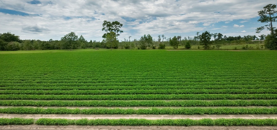 Un extenso campo verde con hileras de cultivos bajo un cielo parcialmente nublado.