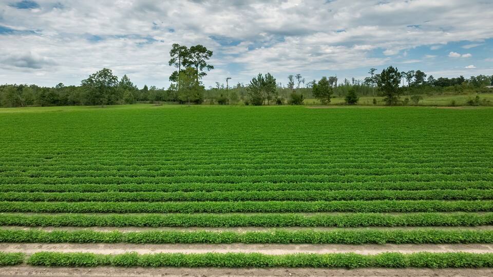 A vast green field with rows of crops under a partly cloudy sky.