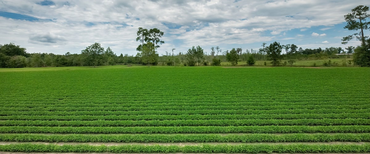 A vast green field with rows of crops under a partly cloudy sky.