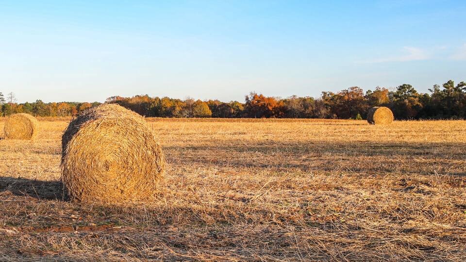 A field with hay bales and autumn-colored trees in the background.