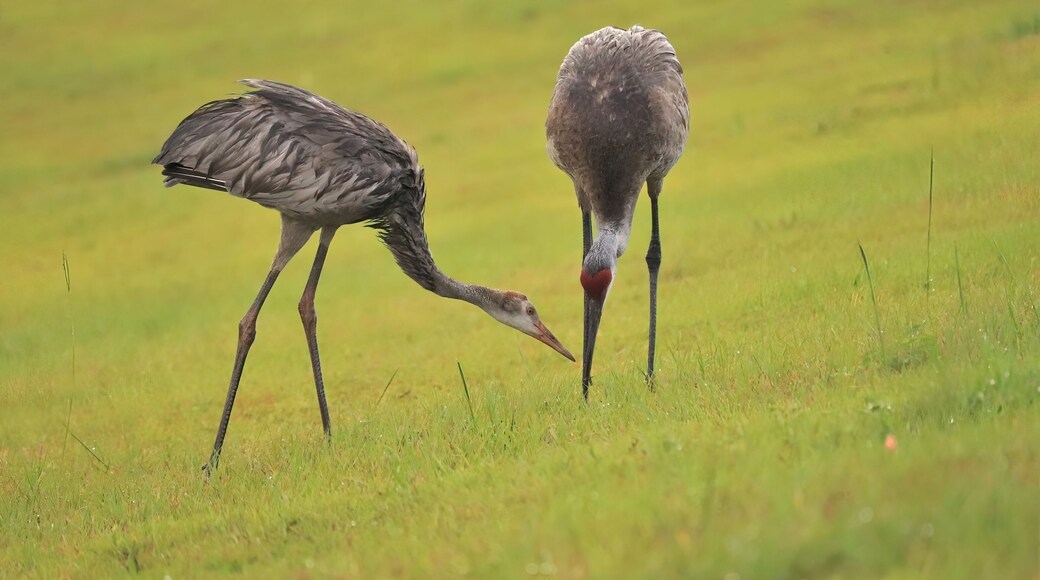 Sandhill Crane Parent Feeding Chick Colt Sweetwater Wetlands