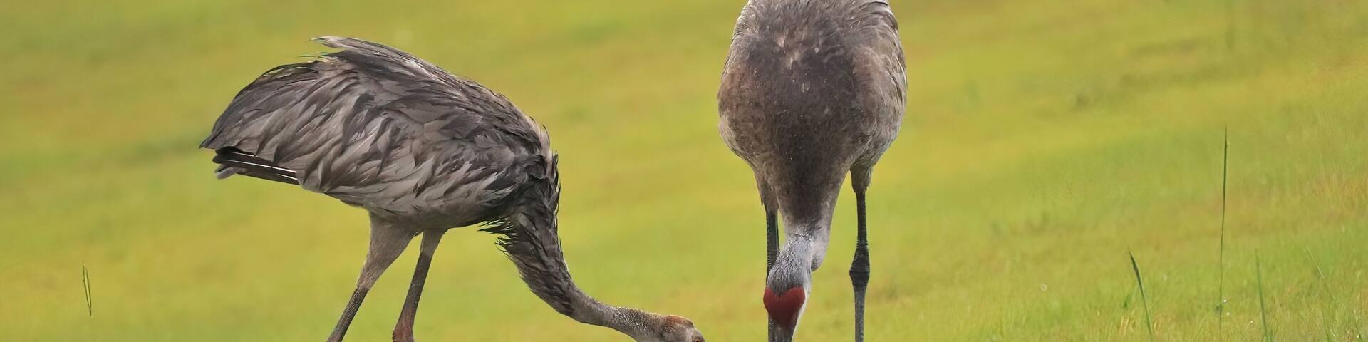 Sandhill Crane Parent Feeding Chick Colt Sweetwater Wetlands