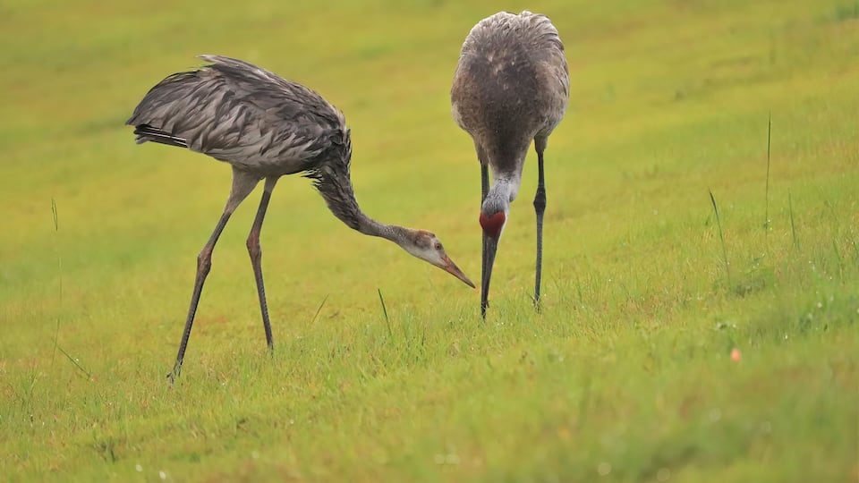 Sandhill Crane Parent Feeding Chick Colt Sweetwater Wetlands
