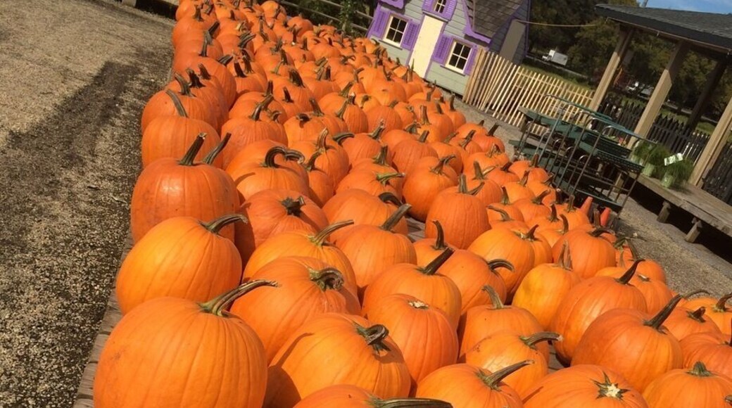 Fall is in the air!!
#pumpkins
#halloween