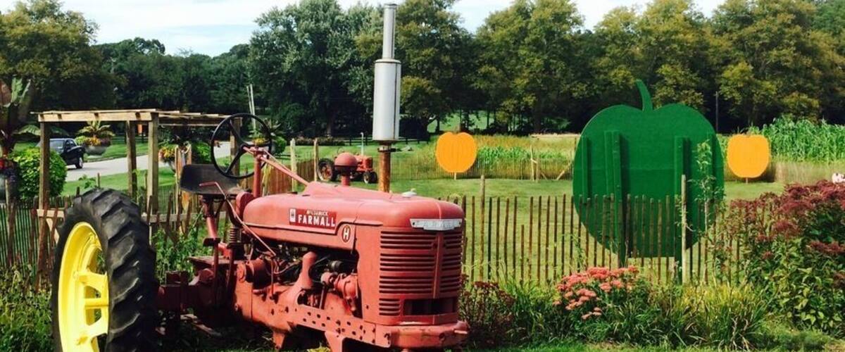 A red Farmall tractor with yellow wheels parked on a grassy field.