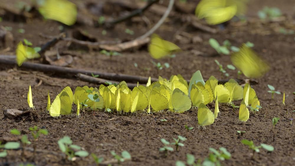 Common Grass Yellow (Eurema hecabe), Lobéké National Park, East Region, Cameroon, Africa