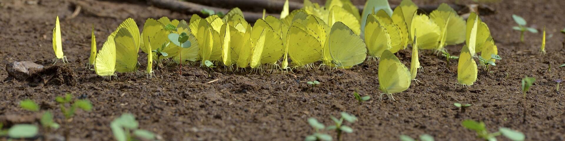 Common Grass Yellow (Eurema hecabe), Lobéké National Park, East Region, Cameroon, Africa