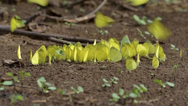 Common Grass Yellow (Eurema hecabe), Lobéké National Park, East Region, Cameroon, Africa
