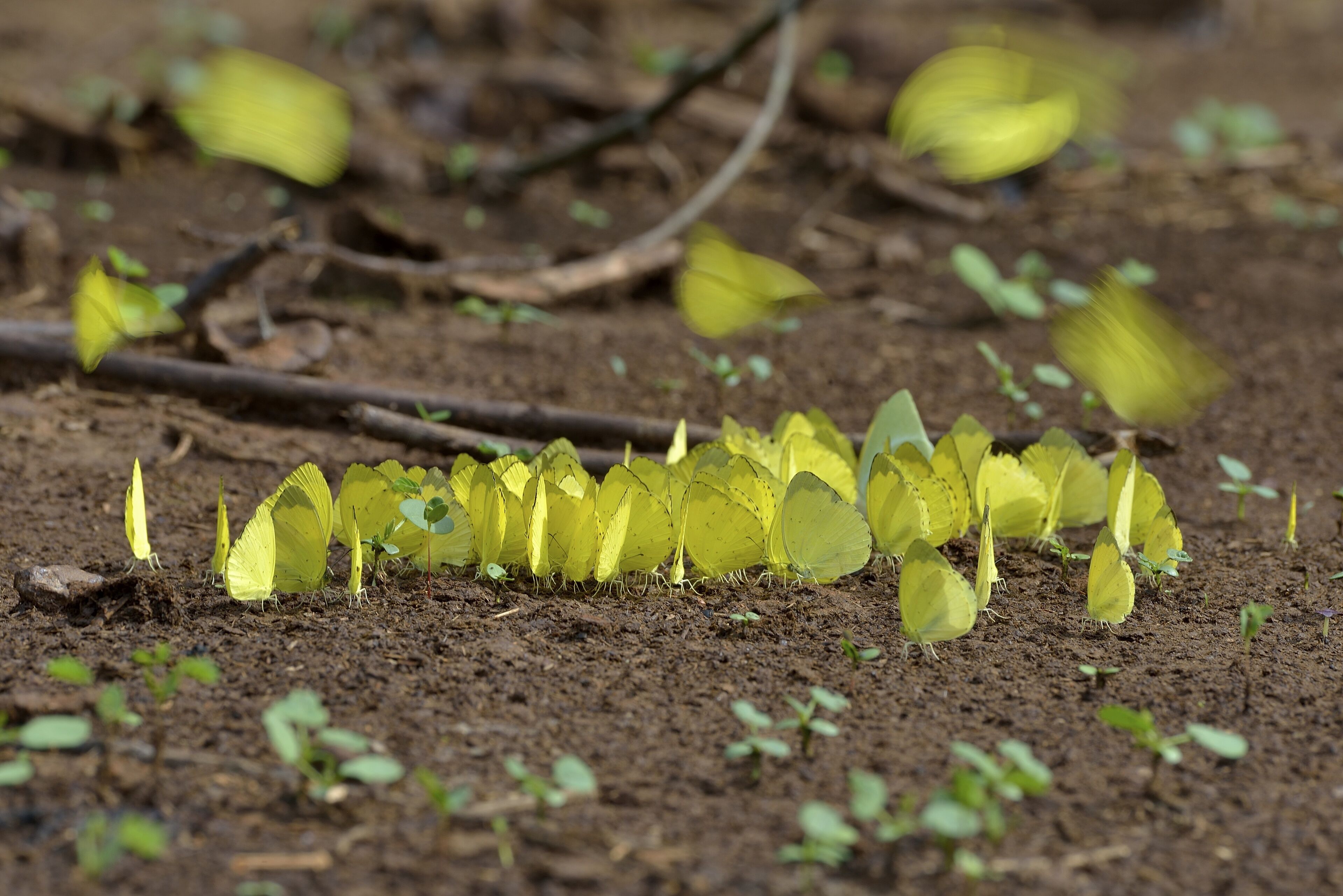 A group of yellow butterflies on the ground.