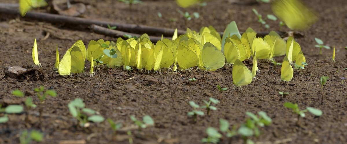 A group of yellow butterflies on the ground.