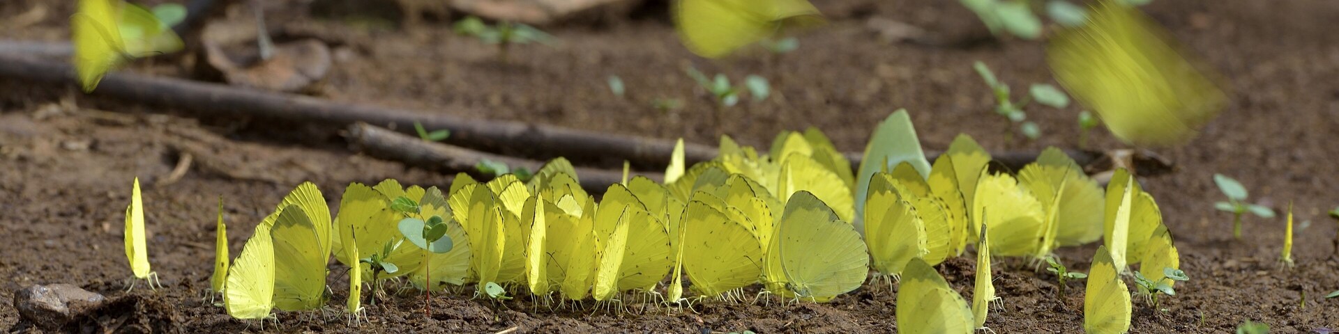 A group of yellow butterflies on the ground.