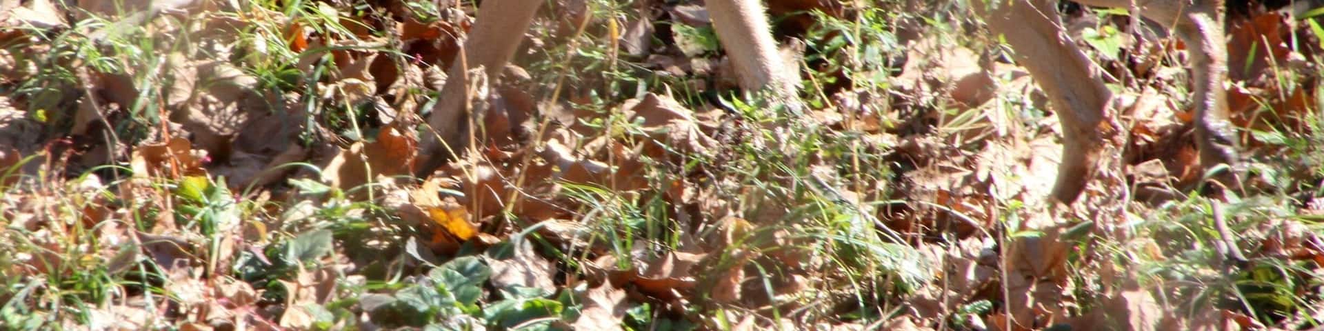 This photo was taken at the Wild Canid survival and Research Center in Vally Park Missouri. The wolf was carrying some small pumpkins that were left over from Halloween.