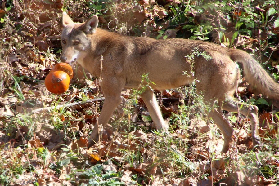 This photo was taken at the Wild Canid survival and Research Center in Vally Park Missouri. The wolf was carrying some small pumpkins that were left over from Halloween.