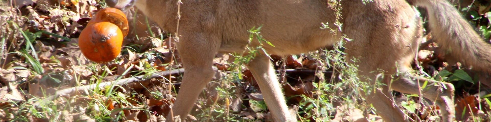 This photo was taken at the Wild Canid survival and Research Center in Vally Park Missouri. The wolf was carrying some small pumpkins that were left over from Halloween.