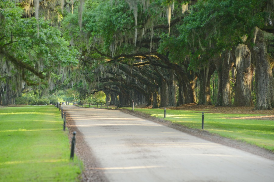 oak row