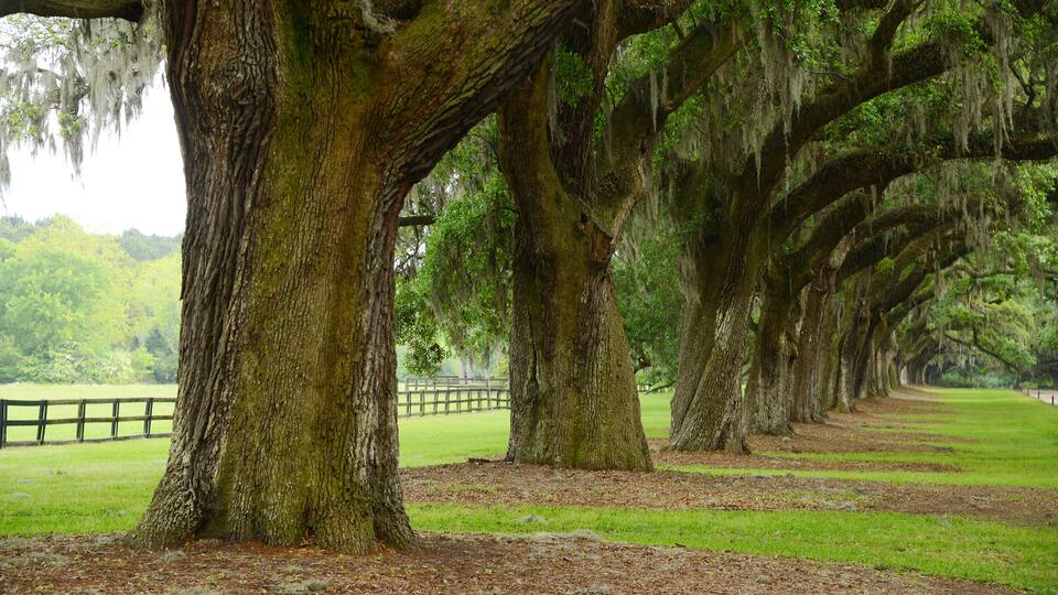 A row of large trees with moss-covered trunks and hanging moss in a park.