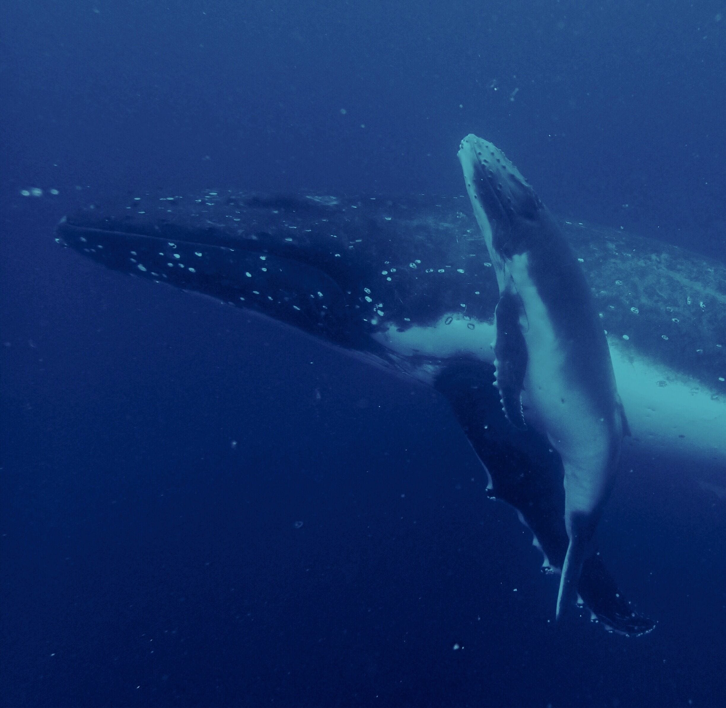 Whale swim with mother and calf. August 2015. 