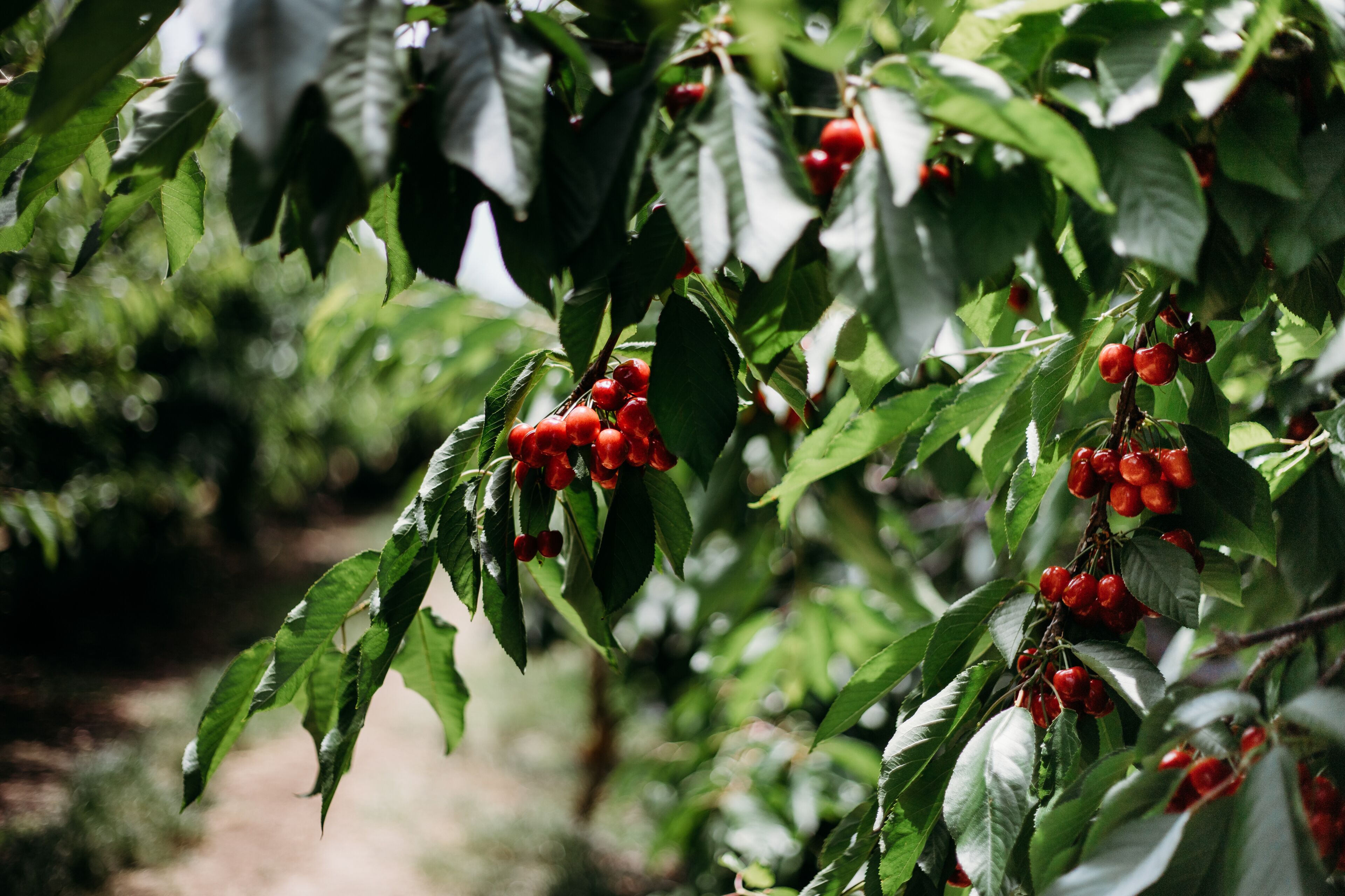 Lush green cherry tree with bunches of ripe red cherries