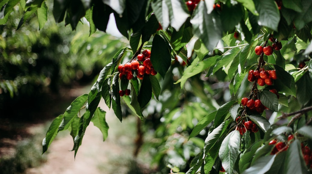 Lush green cherry tree with bunches of ripe red cherries