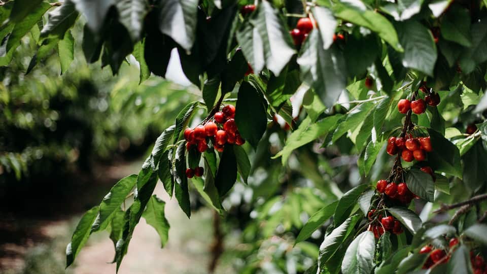Lush green cherry tree with bunches of ripe red cherries