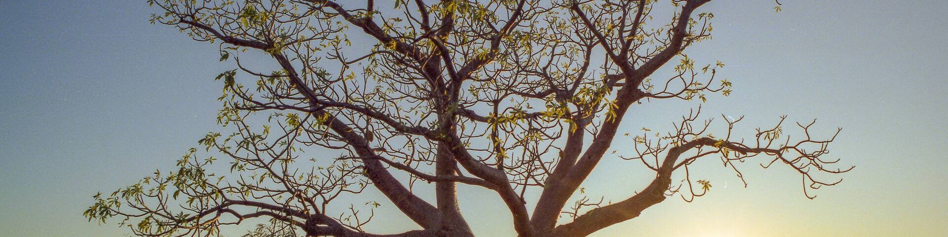 paysages de centre de l'australie dans les années 1980