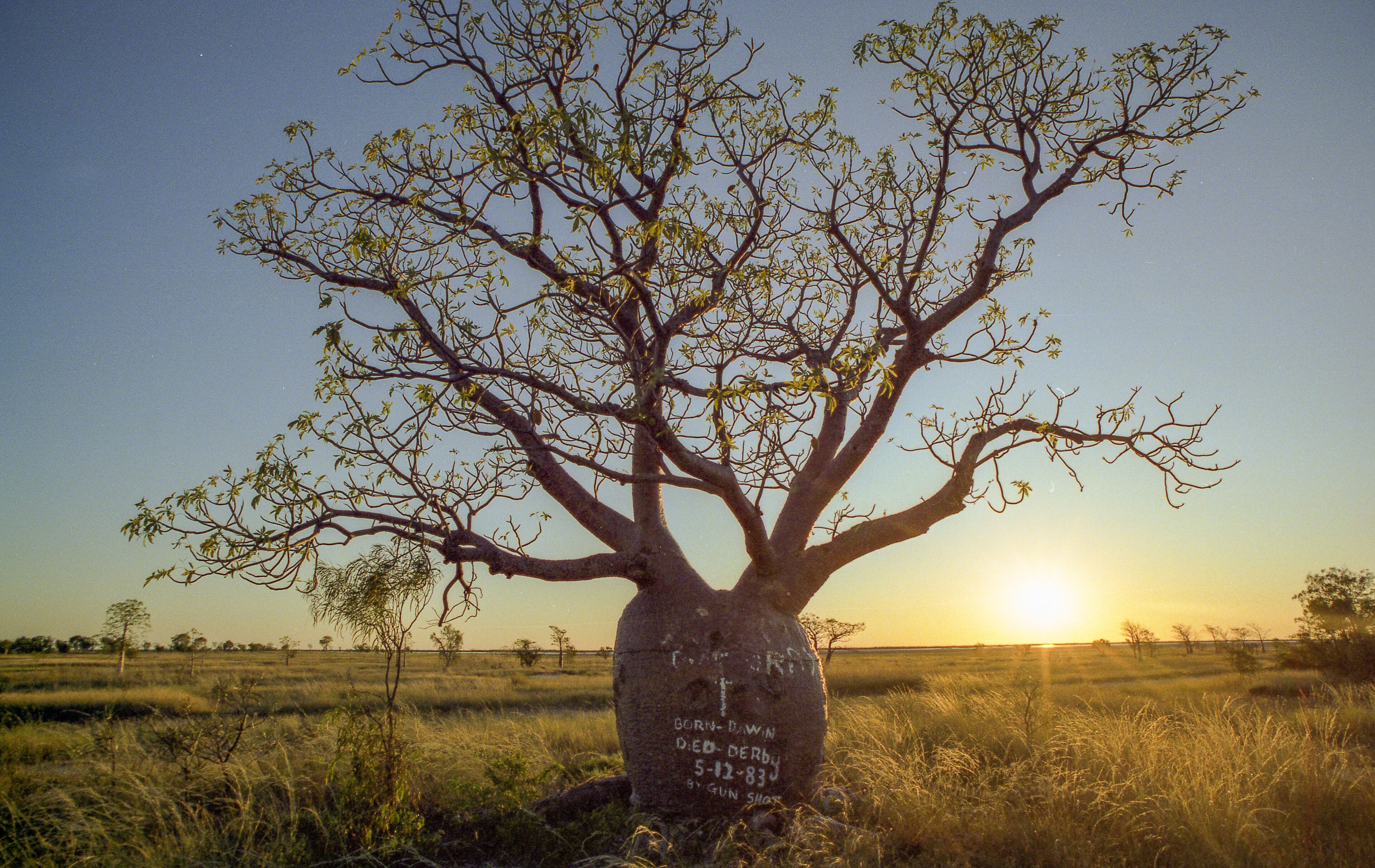 A large tree with a cross and inscription in a grassy field at sunset.