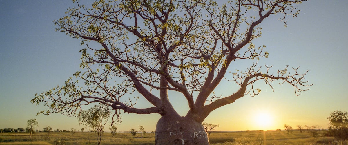 A large tree with a cross and inscription in a grassy field at sunset.