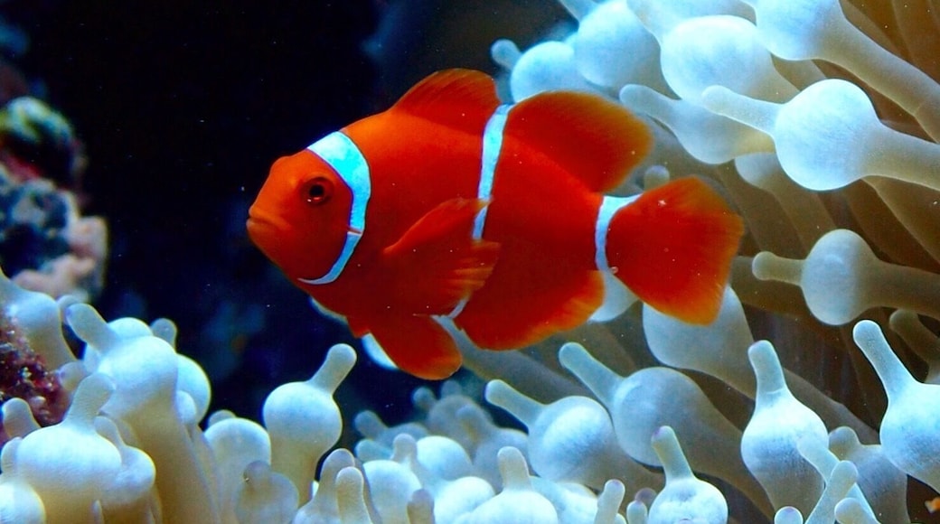 I spent 7 days scuba diving in the Solomon Islands aboard The Bilikiki dive boat. Pristine reefs teeming with life.