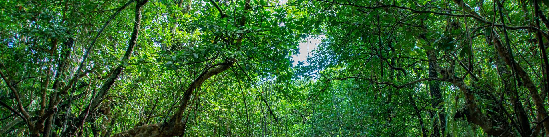 Mangrove forest and jungle river cruise, Ngerbekuu Nature Reserve, Ngiwal state, Palau, Pacific
