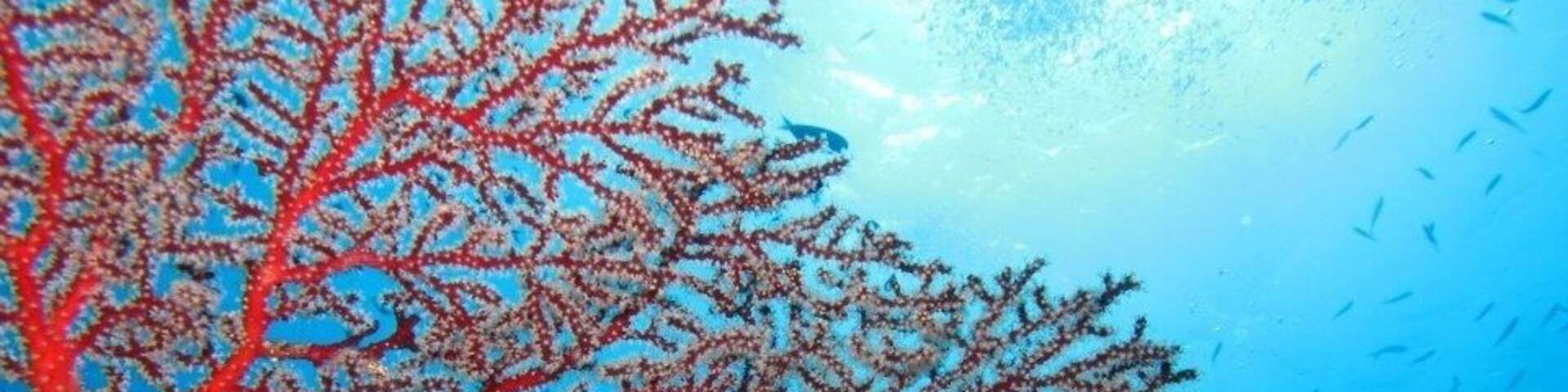 Scuba diving the blue corner.