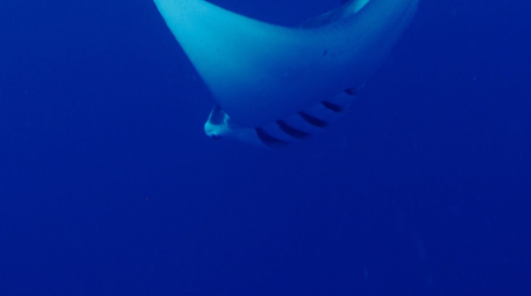 Dancing Manta Ray
#blue