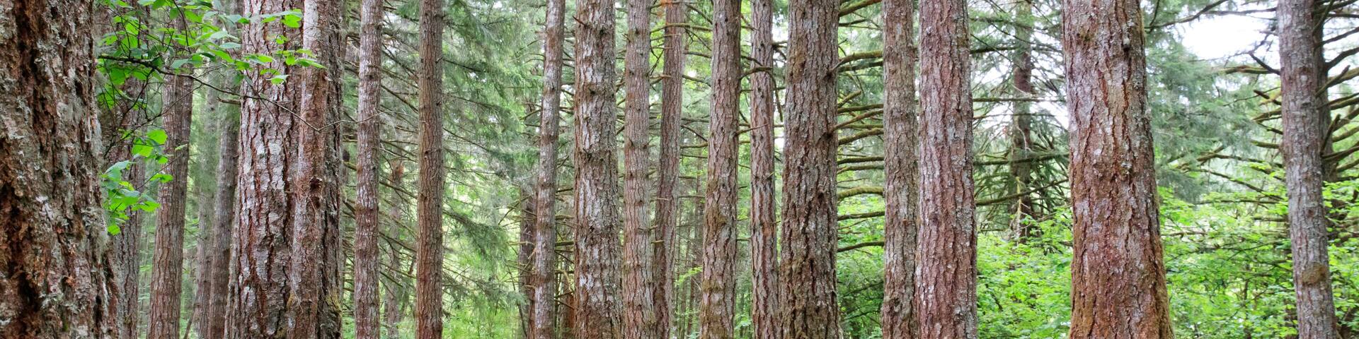 USA, Oregon, Springfield, Forest path, Fall Creek Lake.