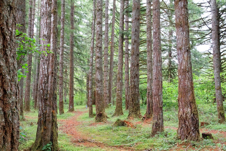 USA, Oregon, Springfield, Forest path, Fall Creek Lake.