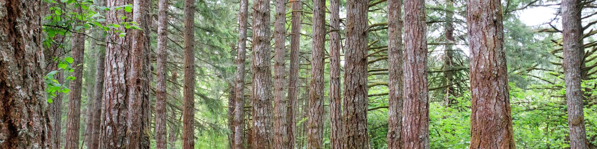 USA, Oregon, Springfield, Forest path, Fall Creek Lake.